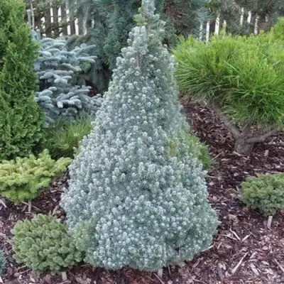 Ель САНДЕРС БЛЮ канадская в Светлогорске