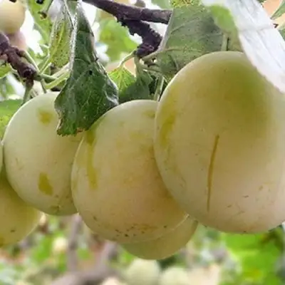 Слива УТРО в Светлогорске