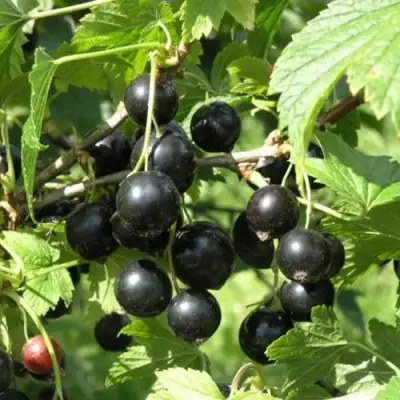 Смородина чёрная ПАМЯТЬ ВАВИЛОВА в Светлогорске