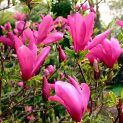 Магнолия СЬЮЗАН в Светлогорске