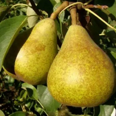 Груша ГЕНЕРАЛ ЛЕКЛЕРК в Светлогорске