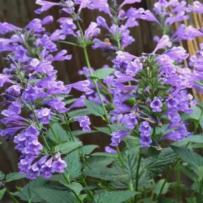 Котовник БЛЮ ДРИМС полусидячий в Светлогорске