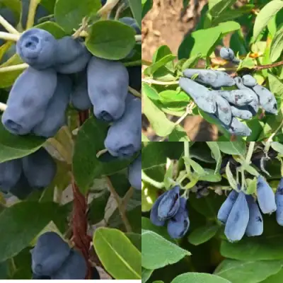 Комплект СЕВЕРНЫЕ ВИТАМИНЫ в Светлогорске