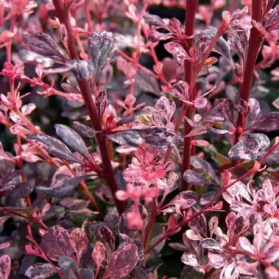 Барбарис АРЛЕКИН тунберга в Светлогорске