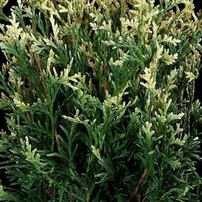 Туя ГОЛД ПЕРЛ западная в Светлогорске