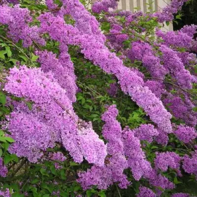 Сирень КИТАЙСКАЯ в Светлогорске