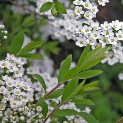 Спирея АРГУТА в Светлогорске