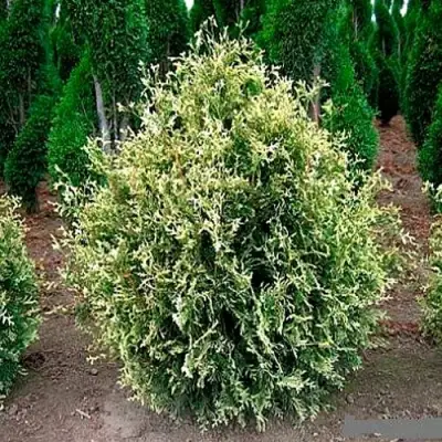 Туя ГОЛД ПЕРЛ западная в Светлогорске