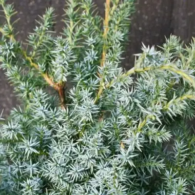 Можжевельник БЛЮ АЛЬПС китайский  в Светлогорске