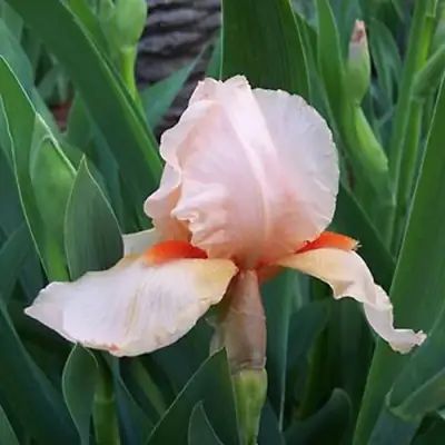 Ирис ПАТИ ДРЕСС бородатый в Светлогорске