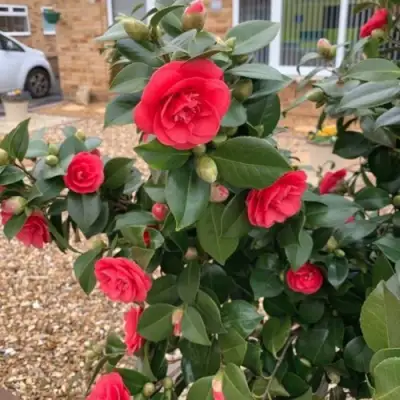 Камелия ЛЕДИ КЭМПБЕЛЛ в Светлогорске