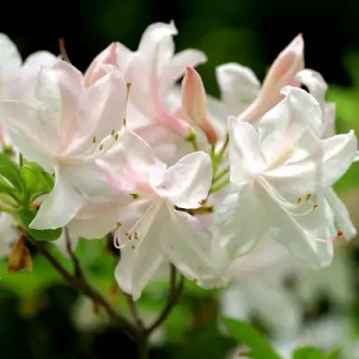 Азалия УАЙТ ЛАЙТС листопадная в Светлогорске