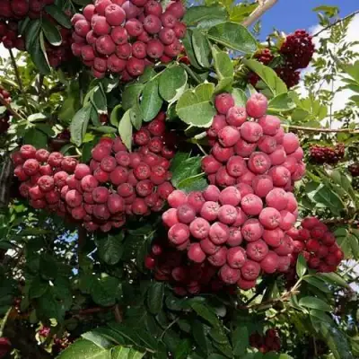 Рябина ТИТАН сладкоплодная  в Светлогорске