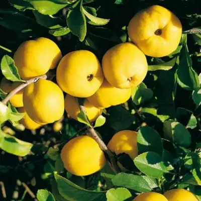 Айва ЦЕЗАРЬ в Светлогорске