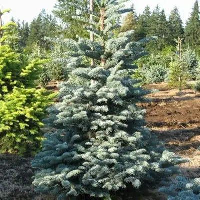 Пихта благородная в Светлогорске