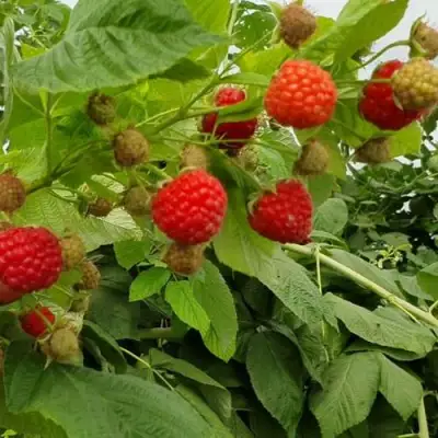 Малина КВЕЛЛИ в Светлогорске