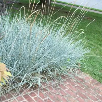 Элимус БЛЮ ДЮН песчаный в Светлогорске