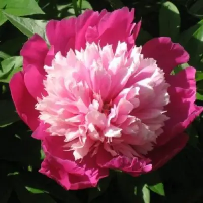 Пион КАПЛЯ РОСЫ травянистый в Светлогорске