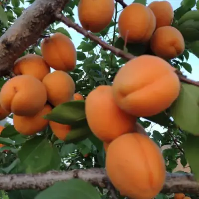 Абрикос ГОЛД РИЧ в Светлогорске