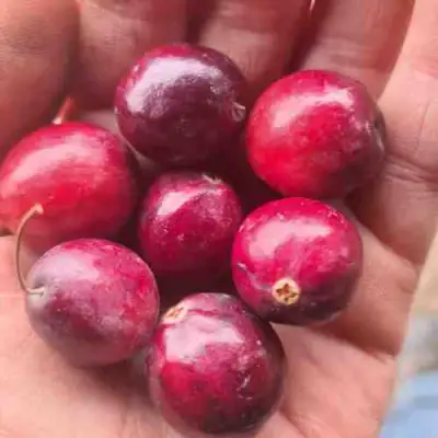 Клюква БАИН 6 в Светлогорске