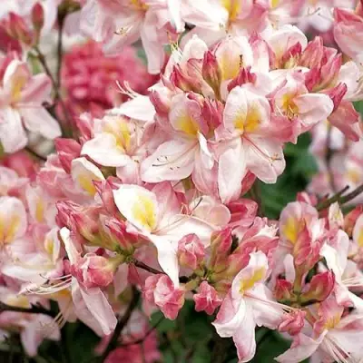 Азалия САТОМИ японская в Светлогорске