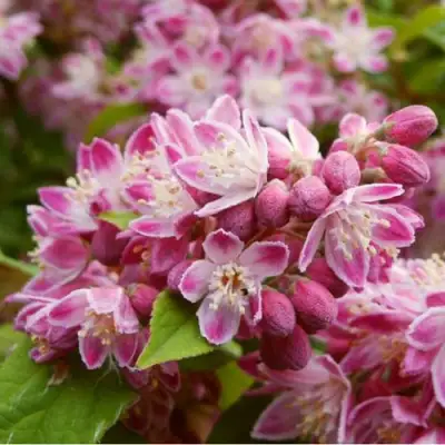 Дейция СТРОБЕРРИ ФИЛДС  в Светлогорске