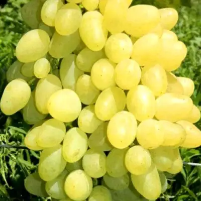 Виноград ЗАРНИЦА в Светлогорске