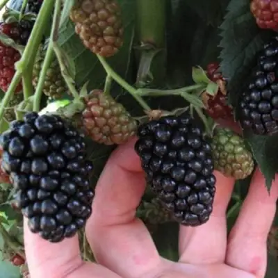 Ежевика НЕБЕСА МОГУТ ПОДОЖДАТЬ бесшипная  в Светлогорске