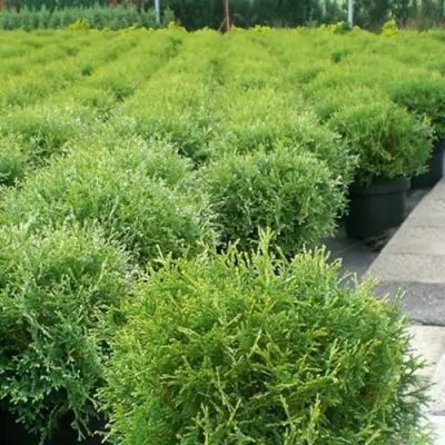 Туя ТИНИ ТИМ западная в Светлогорске