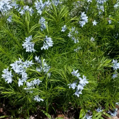 Амсония РЕСНИТЧАТАЯ в Светлогорске