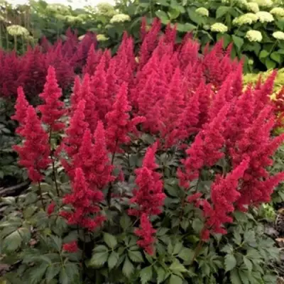 Астильба ФАНАЛ в Светлогорске