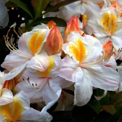 Азалия СИЛЬВЕР СЛИППЕР листопадная в Светлогорске