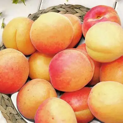 Абрикос УЛЬЯНИХИНСКИЙ в Светлогорске