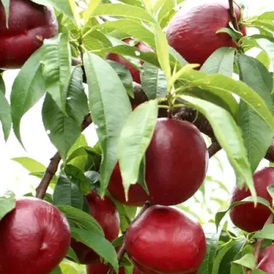 Нектарин ФАНТАЗИЯ в Светлогорске