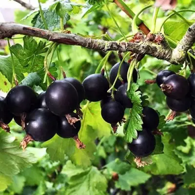 Йошта КРЫМСКАЯ в Светлогорске