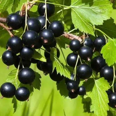 Смородина чёрная БЕЛОРУССКАЯ СЛАДКАЯ в Светлогорске