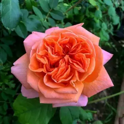 Роза РЕНЕ ГОССИНИ чайно-гибридная в Светлогорске