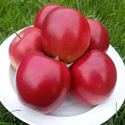 Яблоня СЯБРЫНА в Светлогорске