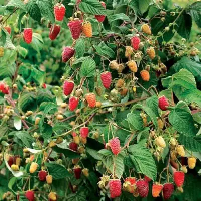 Малиновое дерево СКАЗКА в Светлогорске