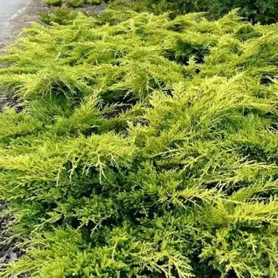 Можжевельник ОЛД ГОЛД средний в Светлогорске