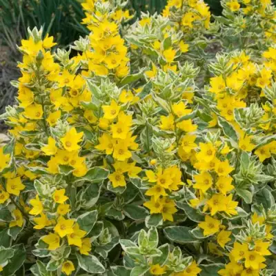 Вербейник АЛЕКСАНДР точечный в Светлогорске