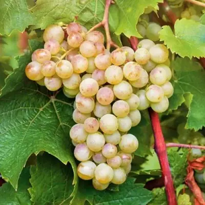 Виноград КРИСТАЛЛ в Светлогорске