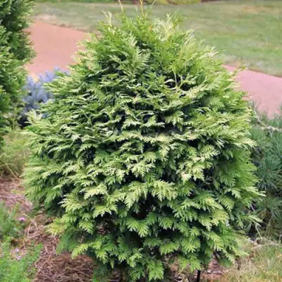 Туя ВАРЕАНА ЛЮТЕСЦЕНС западная в Светлогорске