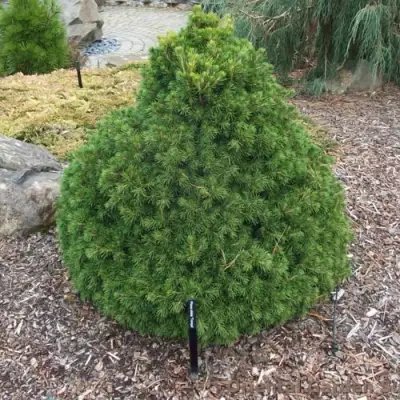 Ель ТОМПА обыкновенная в Светлогорске