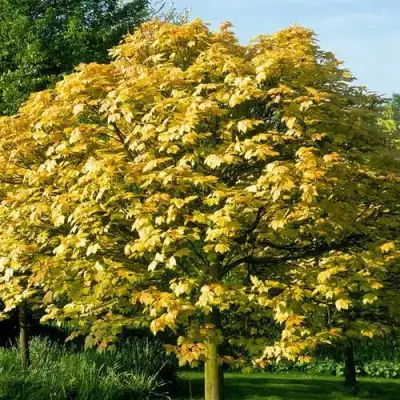 Клен ложноплатановый в Светлогорске