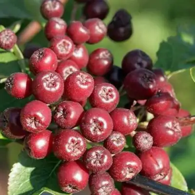 Рябина БУРКА сладкоплодная в Светлогорске