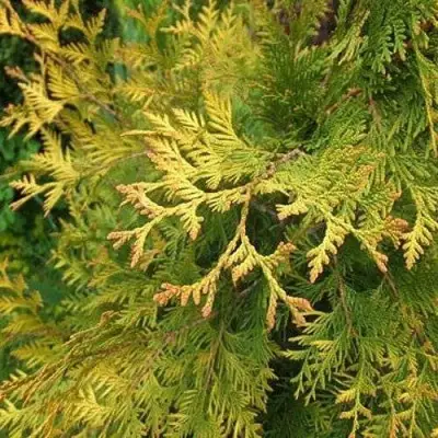 Туя ГОЛДЕН БРАБАНТ западная в Светлогорске
