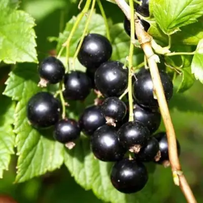 Смородина чёрная ПАМЯТЬ ВАВИЛОВА в Светлогорске