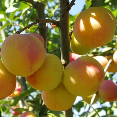 Слива ВЕТРАЗЬ-2 в Светлогорске