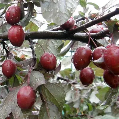 Слива НИГРА растопыреная в Светлогорске